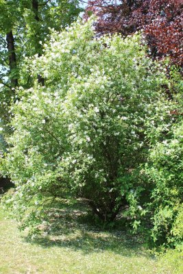 Exochorda racemosa - hroznovec hroznatý - kvetoucí habitus